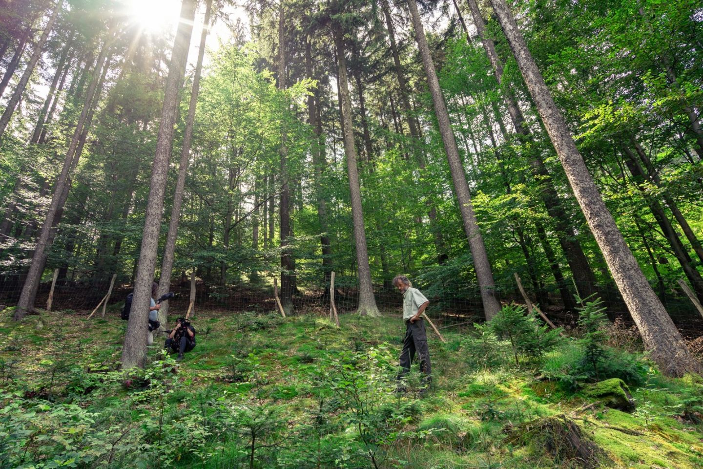 Lesy na Liberecku obohatí tisíce nových stromků