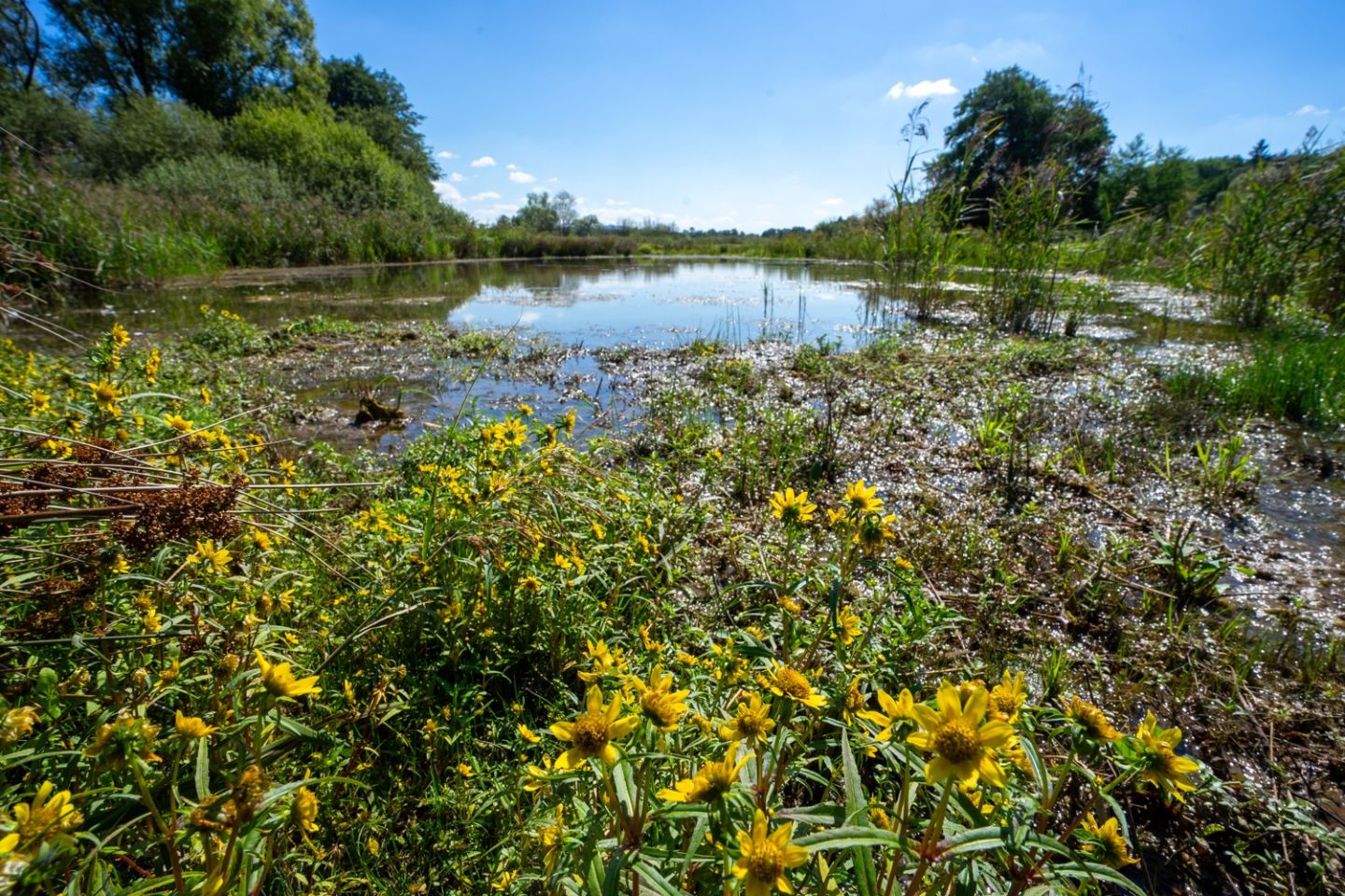 Vrac&iacute;me život do Sedmihorsk&yacute;ch mokřadů