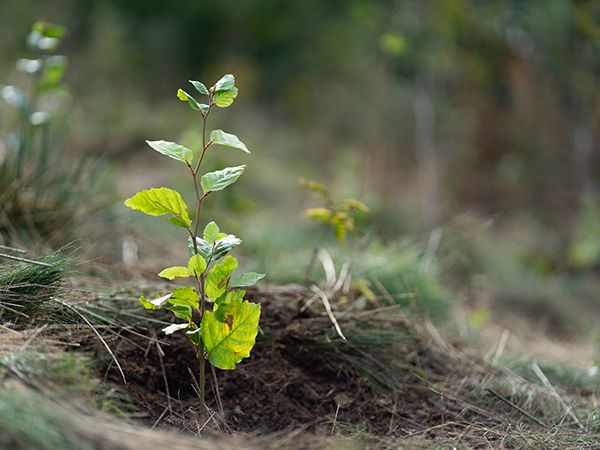 Zvýšení stability lesních porostů na Liberecku v roce 2024