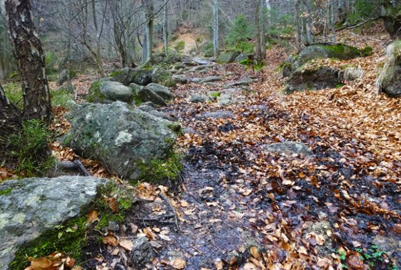 Obnova návštěvnické infrastruktury v NPR Jizerskohorské bučiny