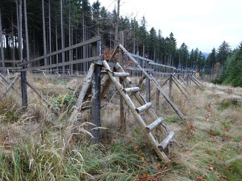 Podpora biodiverzity lesních ekosystémů v Jizerských horách