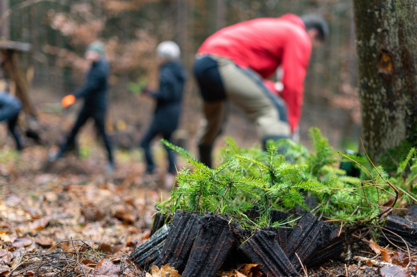 Zvýšení stability lesních porostů na Liberecku v roce 2022