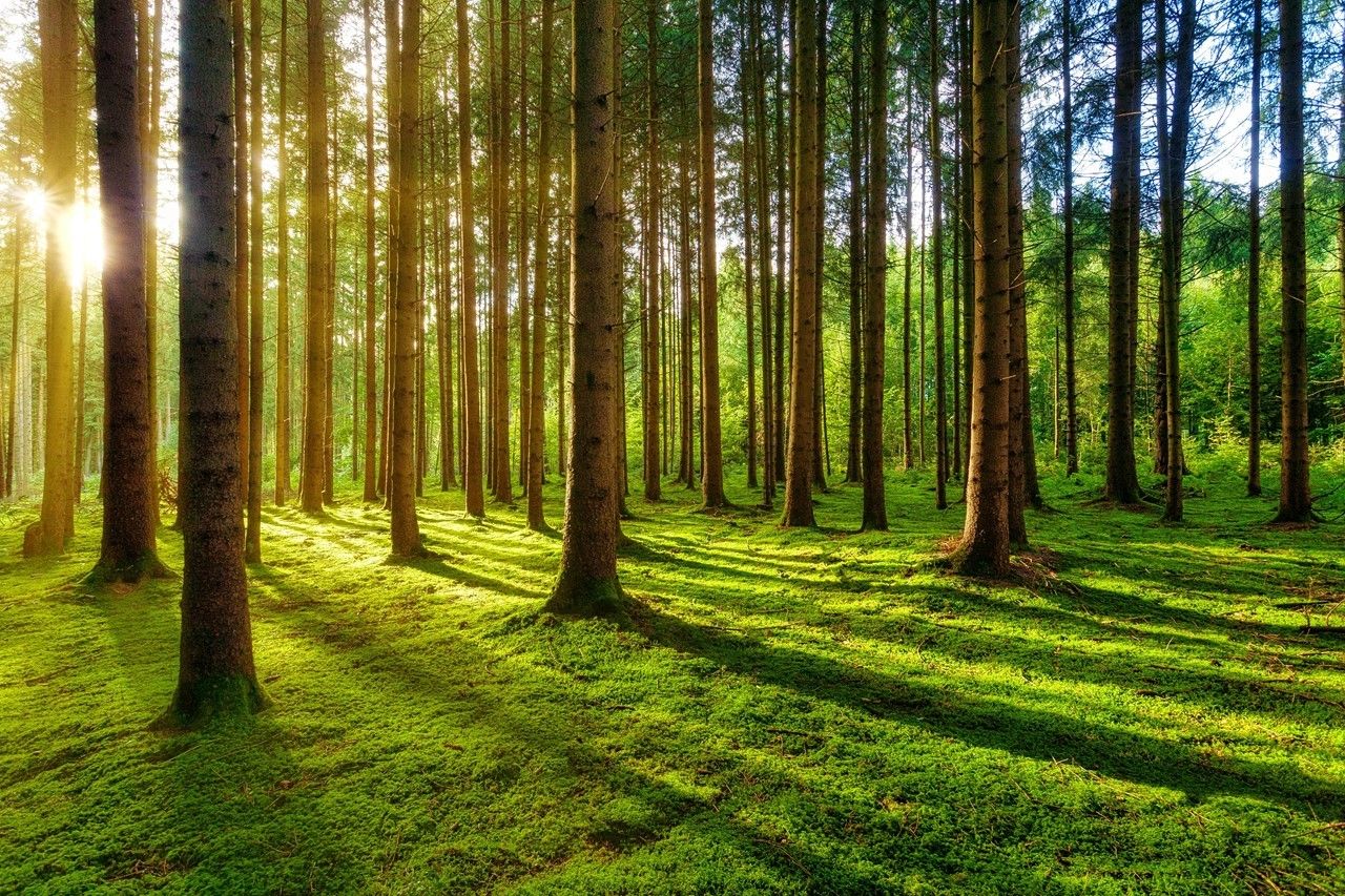 Stabilita lesních porostů v Čechách